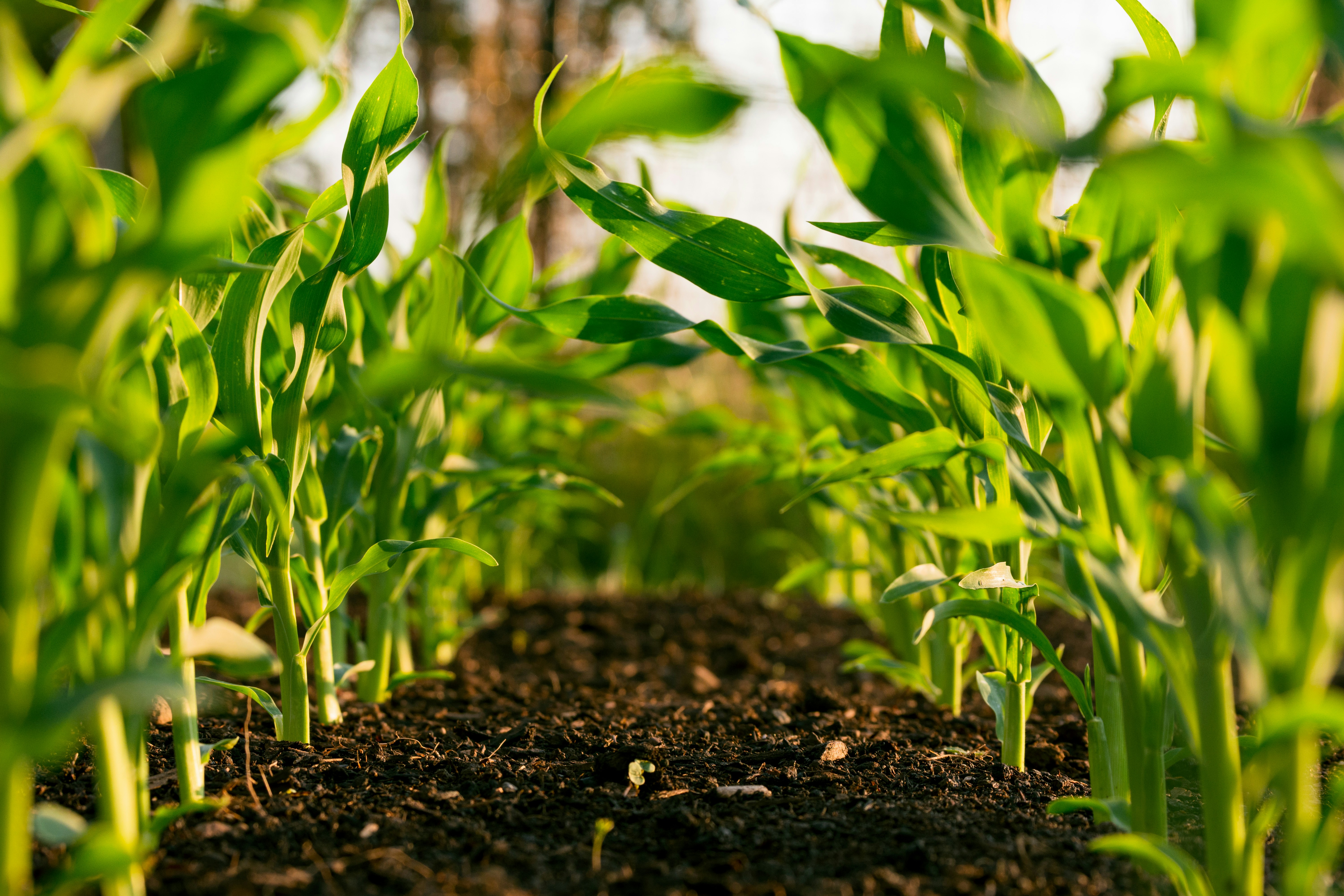 Agricultural Science